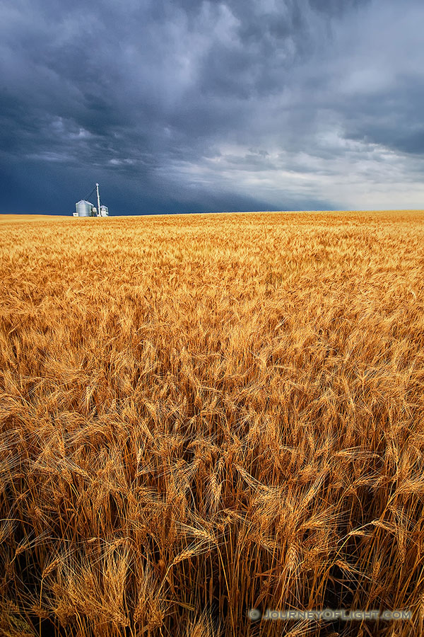 On a warm summer evening, storm clouds gather over a field of wheat in eastern Nebraska. - Nebraska Photography