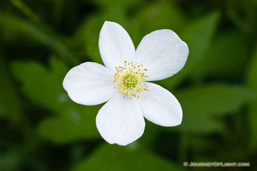 This white wild rose blooms in late spring in DeSoto National Wildlife Refuge. - DeSoto Photography