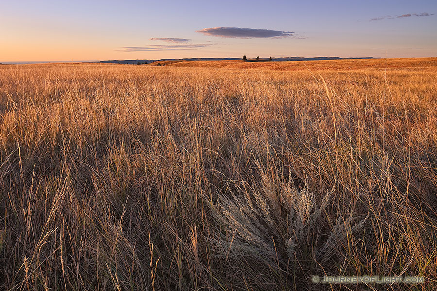 At Wind Cave National Park in South Dakota prairie grass as far as the eye can see glows from the early morning sun. - South Dakota Photography