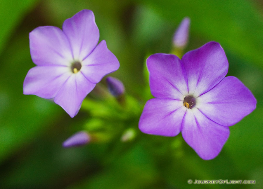 Two purple flowers bloom together on the forest floor at Schramm State Recreation Area in Eastern Nebraska. - Nebraska Photography