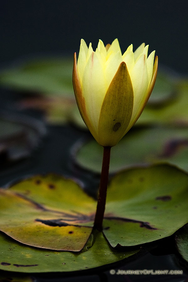 A lily pad blossoms in the late summer at Powell Gardens near Kansas City, Missouri. - Missouri Photography