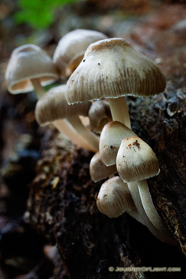 On the wet forest floor, a collection of mushrooms sprout from a log. - Schramm SRA Photography