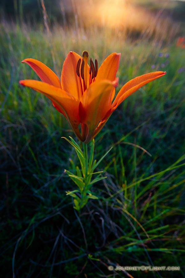 The setting sun shines through a Wild Lily growing on the side of a hill in Theodore Roosevelt National Park. - North Dakota Photography