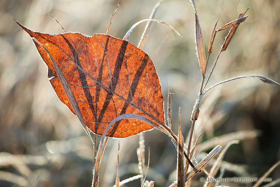A single autumn leaf, frosted from the previous night, is caught in prairie grasses at Stagecoach State Recreation Area, Nebraska. - Stagecoach State Recreation Area Photography
