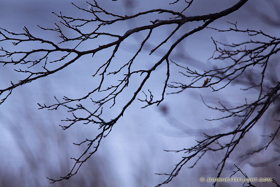 Branches devoid of leaves darkly contrast in the moody blue scene. - DeSoto Photography