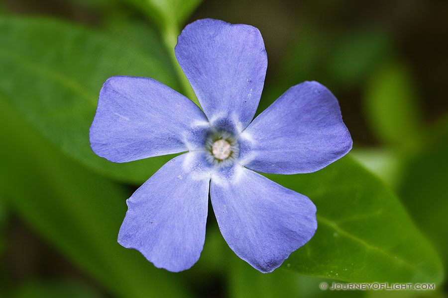 This blue phlox blossoms in early spring at Schramm State Recreation Area. - Schramm SRA Photography