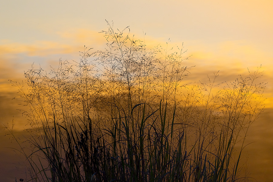 A scenic landscape photograph of grasses and Shadow Lake, Nebraska reflecting the colors of sunset. - Nebraska Photography