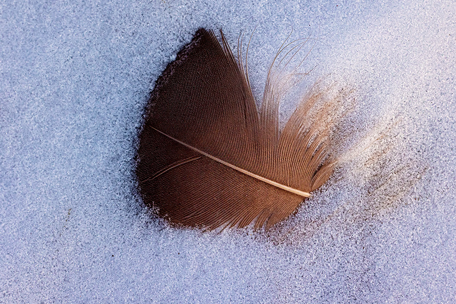 A nature photography of a feather in the snow at Shadow Lake, Nebraska. - Nebraska Photography