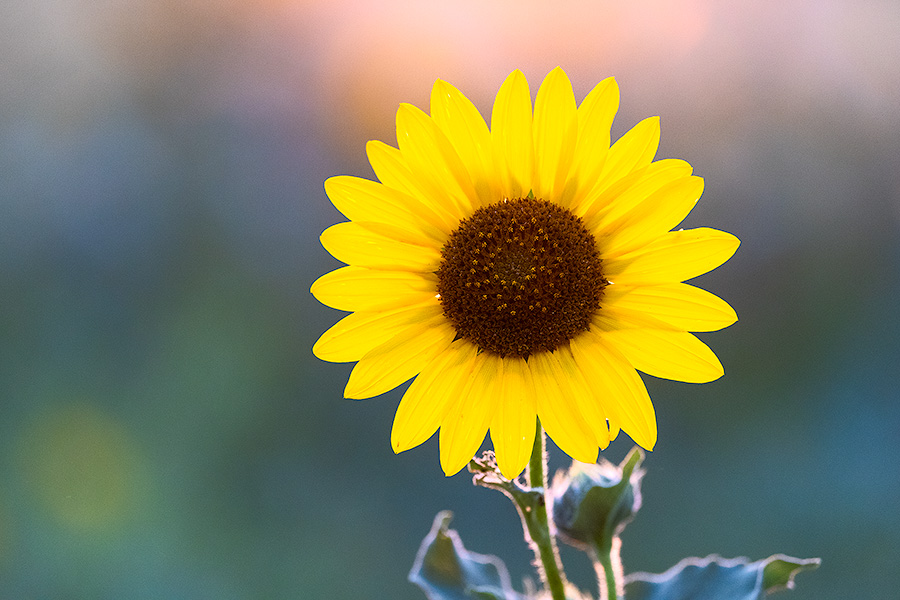 A nature photograph of a sunflower at Fort Robinson State Park, Nebraska. - Nebraska Photography