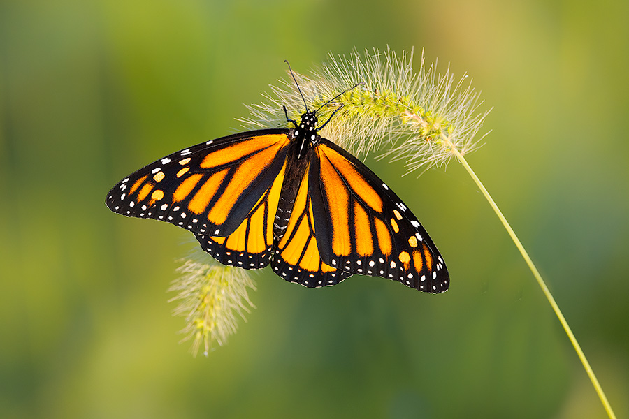 A Nebraska wildlife photograph of a monarch butterfly resting on grass. - Nebraska Photography