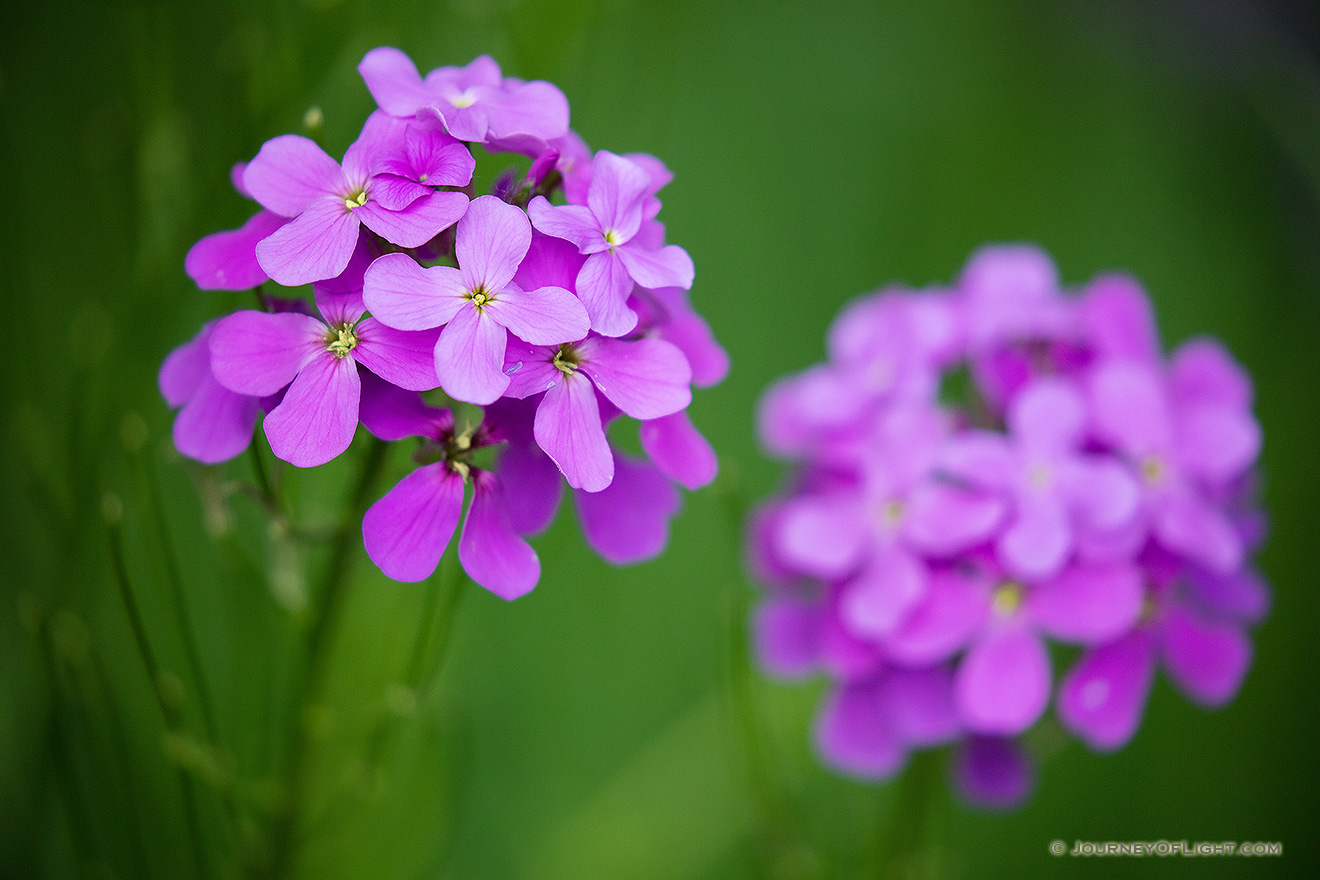 The petals of a bright purple Dames Rocket compliment the dark greens of the forest. - Nebraska Picture