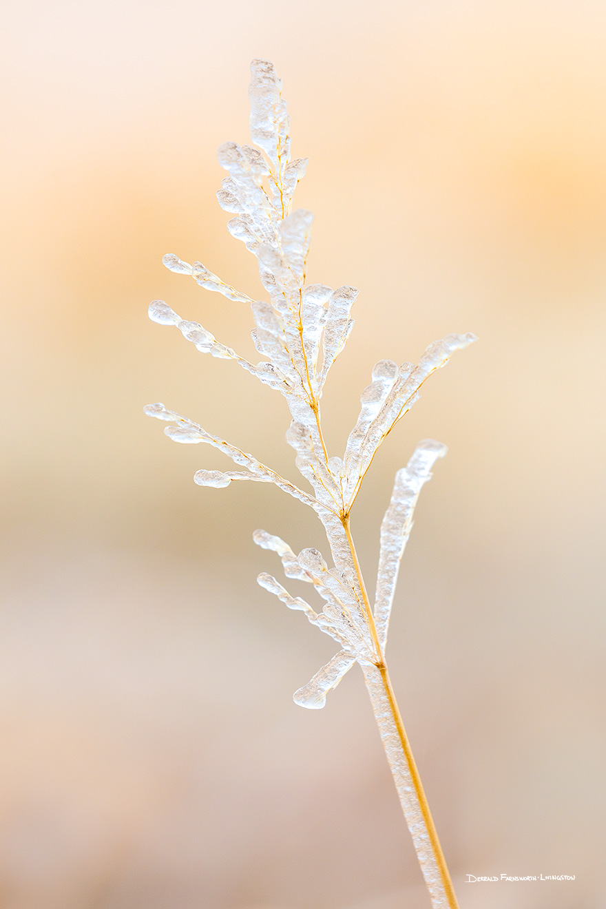 A Nebraska photograph of ice on prairie grass at Fort Robinson State Park in northwestern Nebraska. - Nebraska Picture