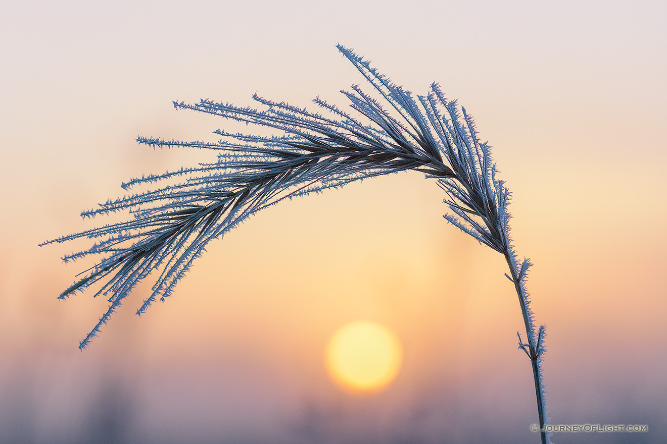 The warm sun rises to illuminate prairie grass coated in frost on the prairie at Boyer Chute National Wildlife Refuge in eastern Nebraska. - Boyer Chute Picture