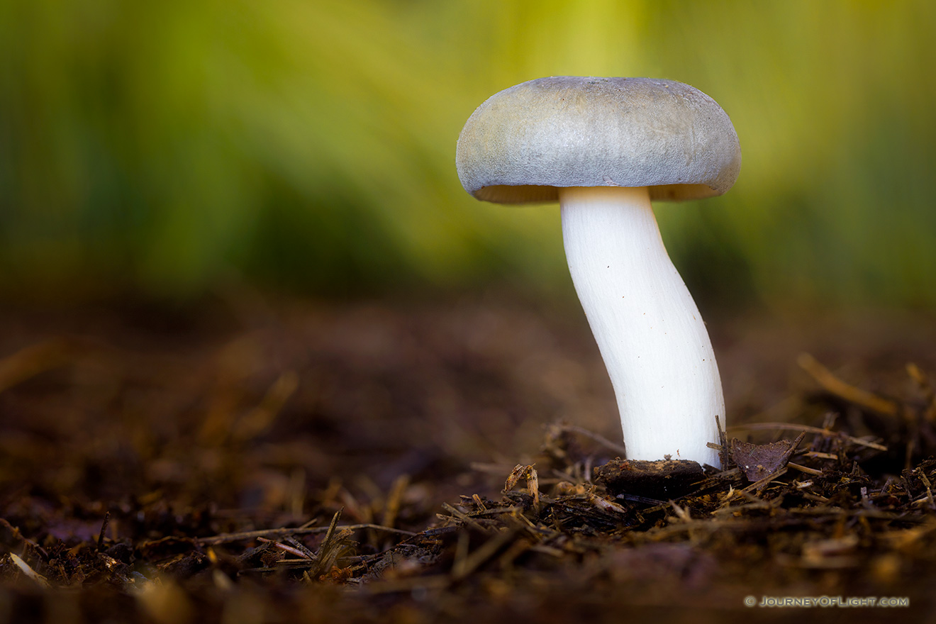 A toadstool grows in the deeply shaded areas of Arbor Day Lodge State Park in Nebraska City. - Arbor Day Lodge SP Picture