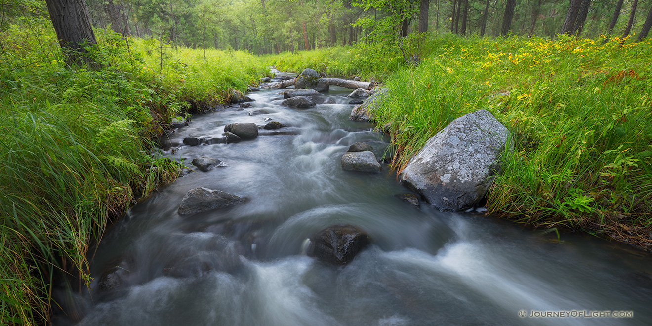 A panoramic scenic photograph of Grace Coolidge Stream through the forest in Custer State Park, South Dakota. - South Dakota Picture