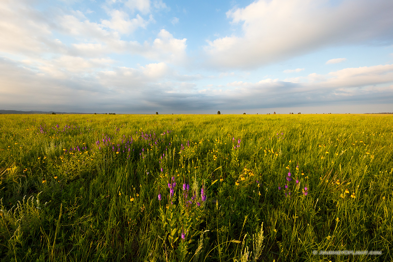 A field of wildflowers is illuminated by the warm setting sun on the prairie landscape at Wind Cave National Park. - South Dakota Picture