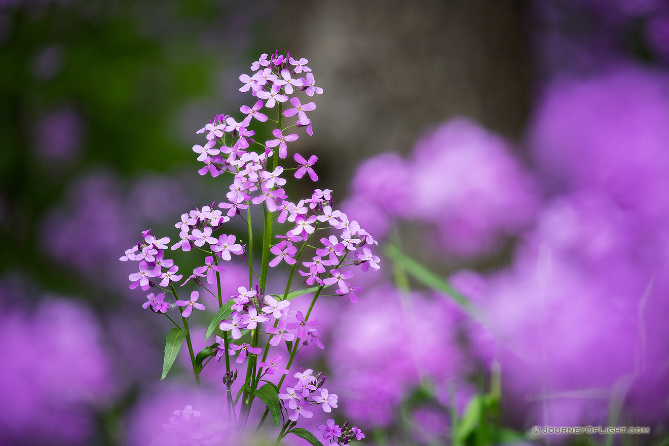 At Schramm State Park Recreation Area, beautiful lavendar Dames Rocket grow across the forest floor. - Nebraska Picture