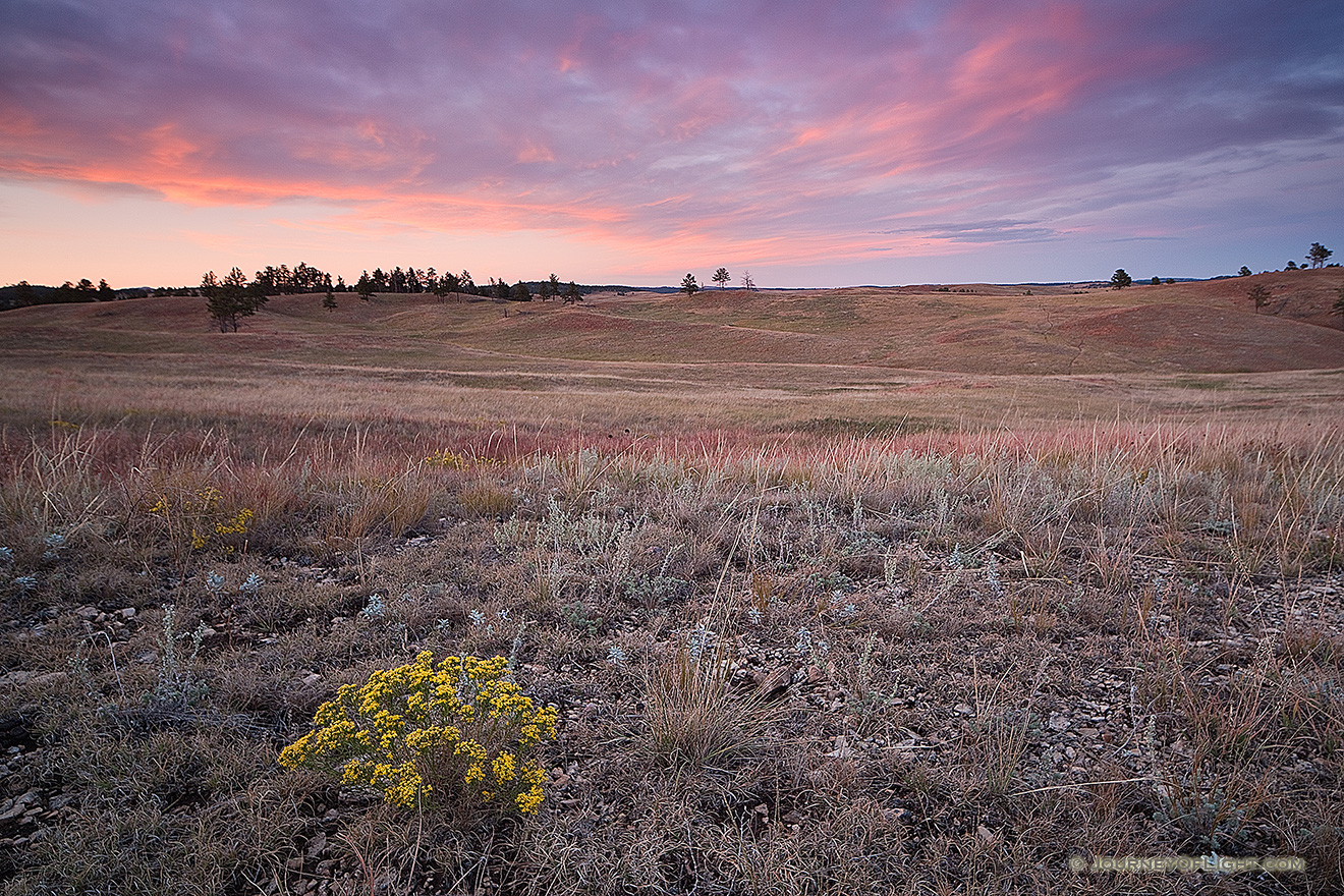At Wind Cave National Park in South Dakota a lone rabbitbush stands sentinel upon the prairie while the bottoms of the clouds are touched with a pink highlight from the setting sun dipping below the horizon in the west. - South Dakota Picture