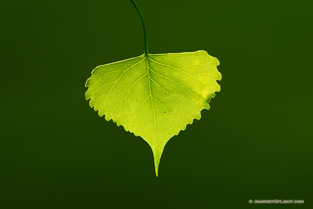 A cottonwood leaf is backlit with light from the setting sun on a cool spring evening at Mahoney State Park. - Mahoney SP Picture