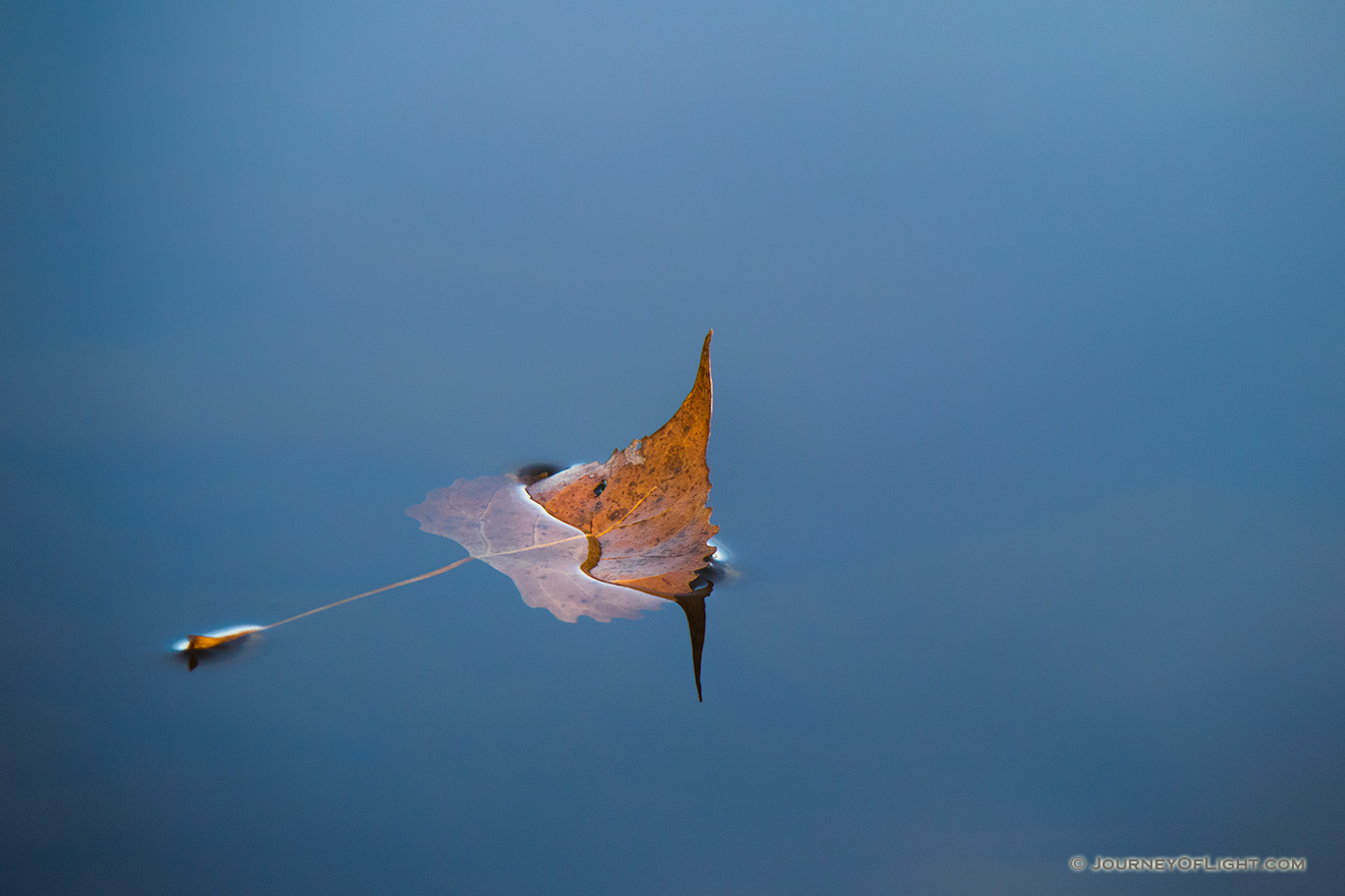 A fallen autumn leaf floats on the calm surface of Wehrspann Lake at Chalco Hills Recreation Area. - Nebraska Picture