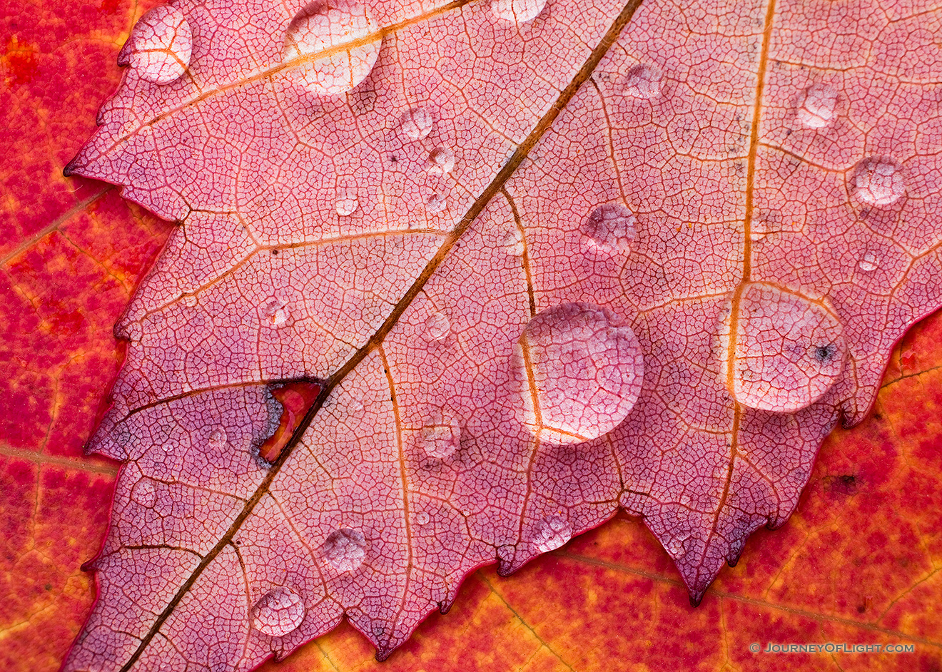 Drops of melted snow magnify the internal structure of a fiery red sugar maple leaf at Schramm State Recreation Area near Gretna. - Schramm SRA Picture