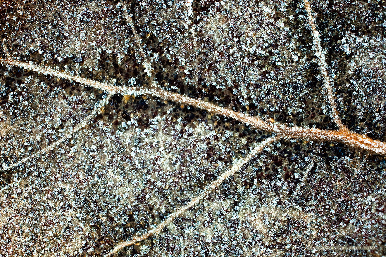 A fallen leaf is coated with a light frost, evidence of the previous chilly night. - Nebraska Picture