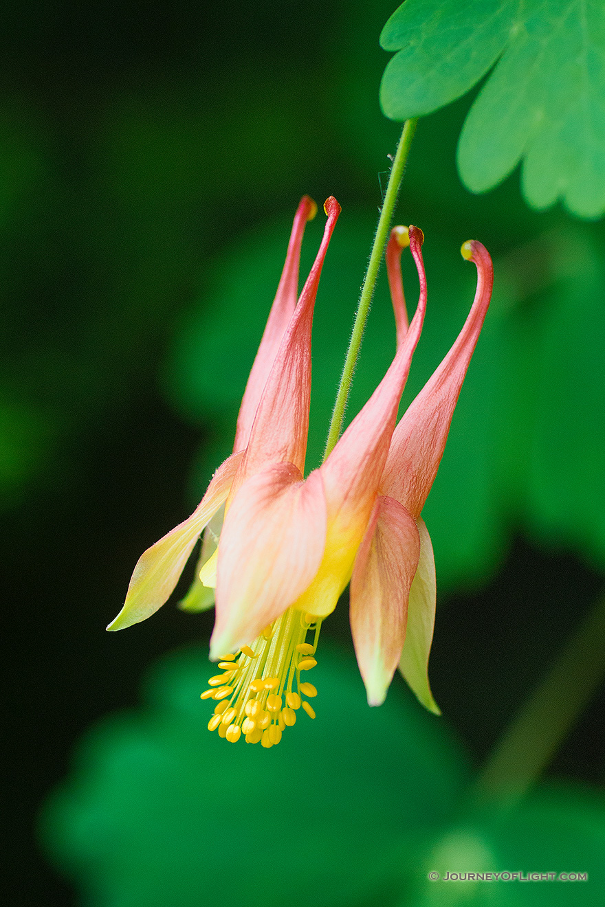 A singular Columbine grows in the shade of a tree at Schramm State Recreation Area. - Nebraska Picture