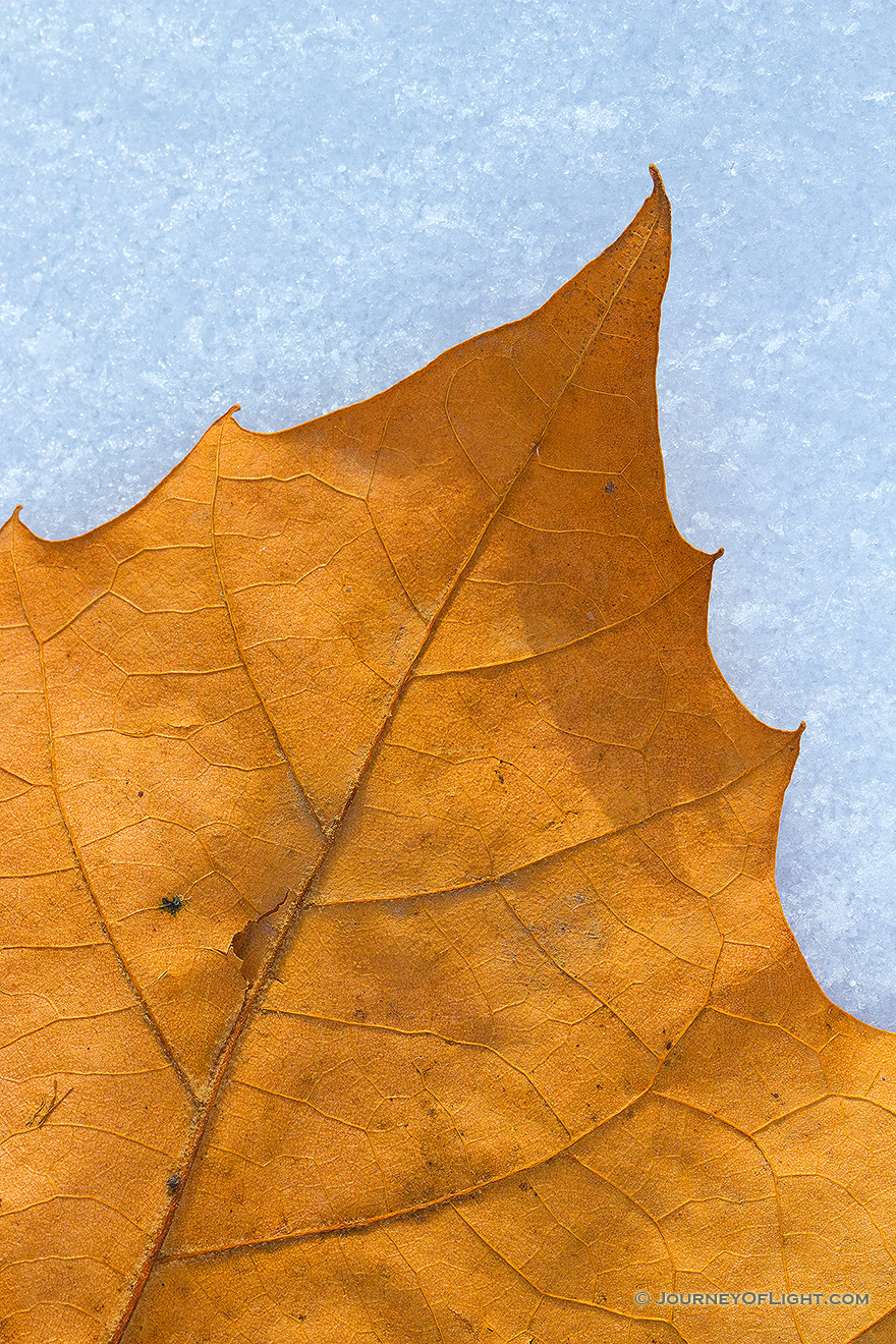A fallen leaf from autumn lies on the first snow of the year on a chilly November morning. - Nebraska Picture