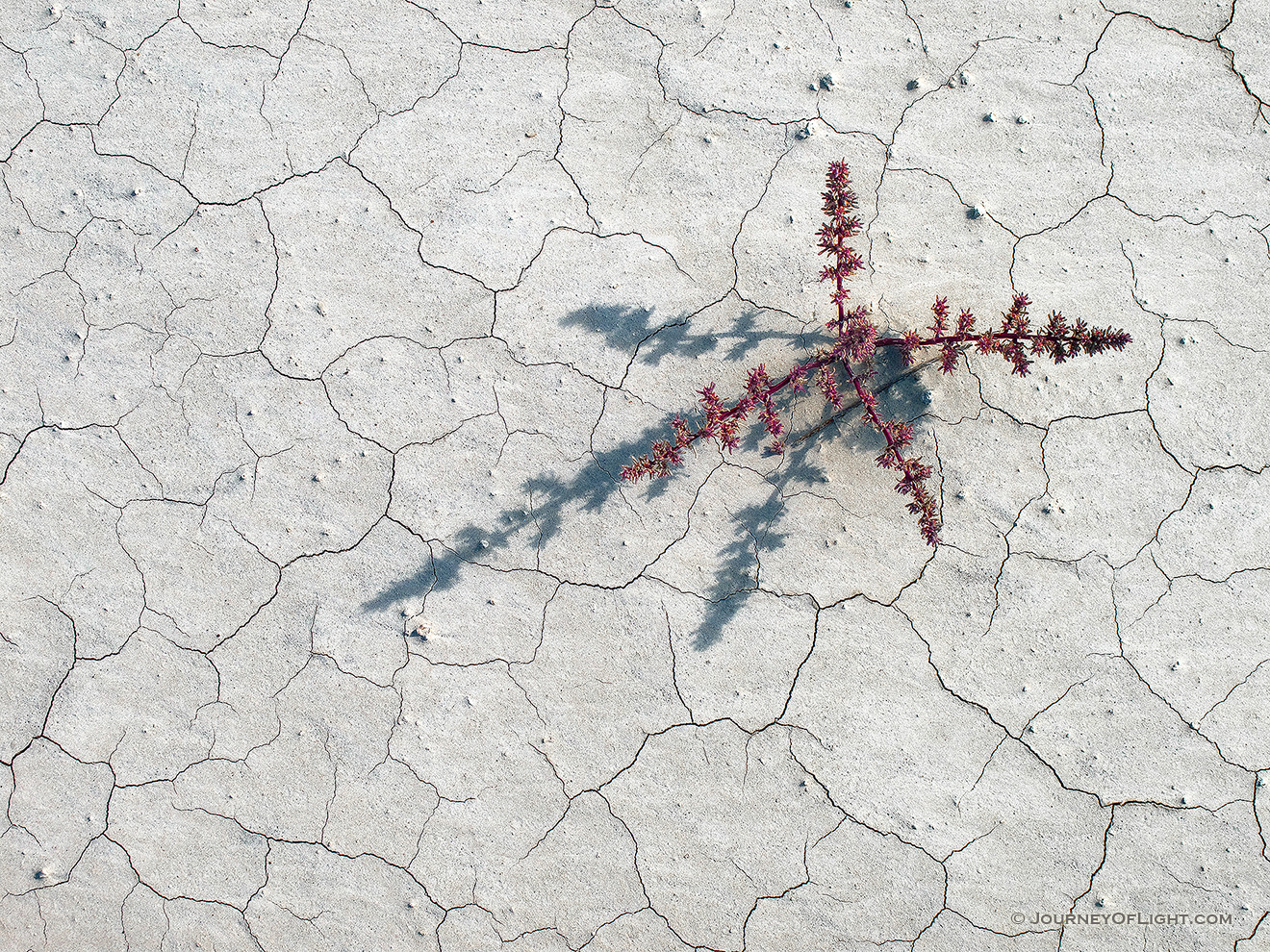 A plant casts a long shadow across the dry, cracked earth on an early autumn morning. - Badlands NP Picture