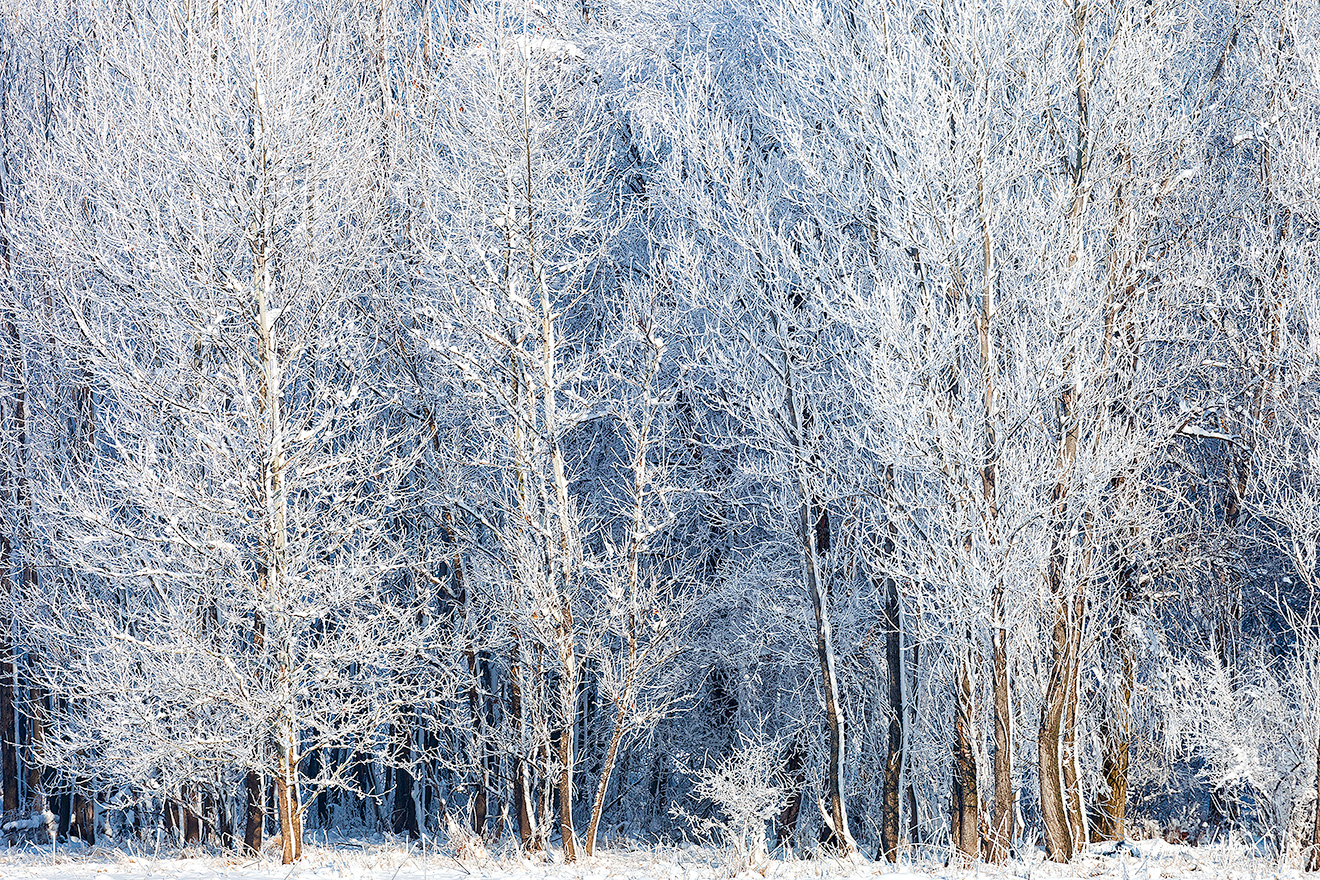 A landscape photograph of hoarfrost on a forest at Chalco Hills Recreation Area, Nebraska. - Nebraska Picture