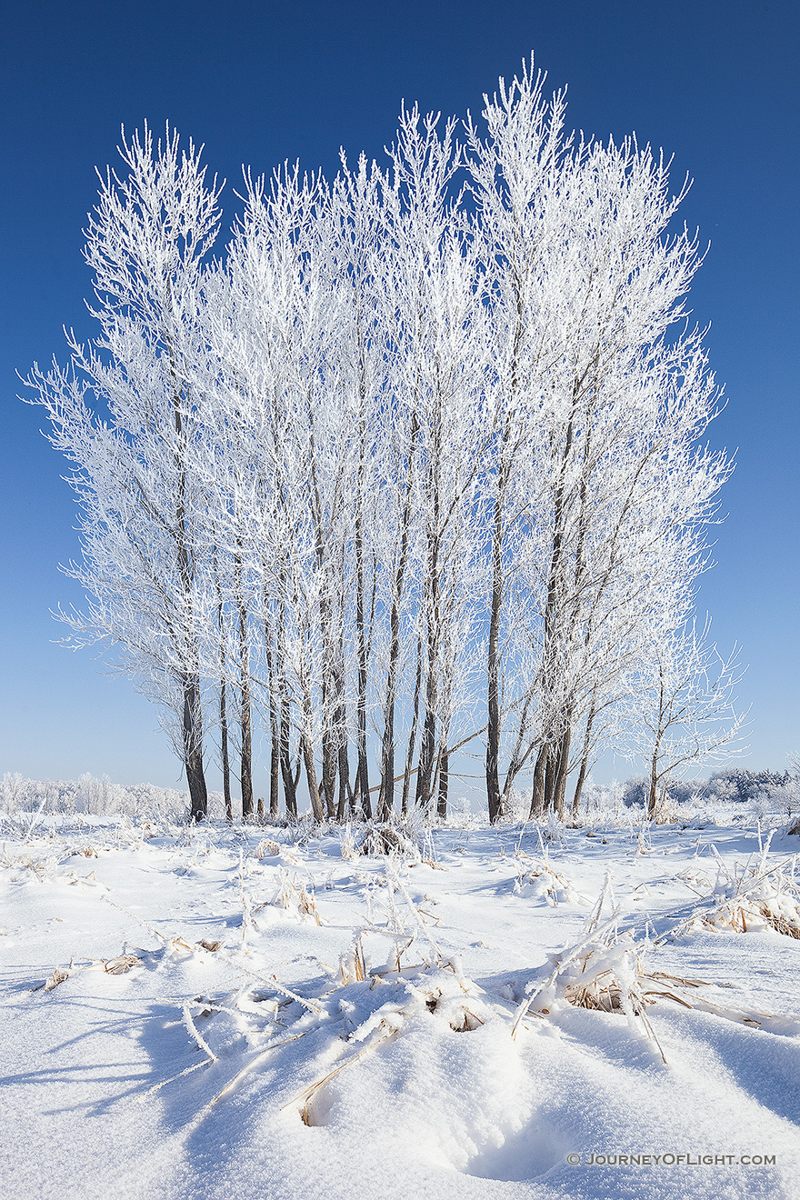 Hoarfrost clings to a stand of cottonwoods at Chalco Hills Recreation Area on a cold February morning. - Nebraska Picture
