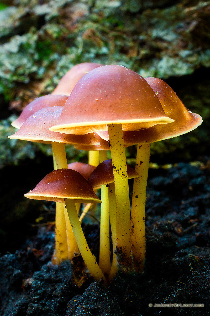 A bunch of mushrooms sprout from the forest floor after a wet spring at Schramm State Recreation Area in eastern Nebraska. - Schramm SRA Picture