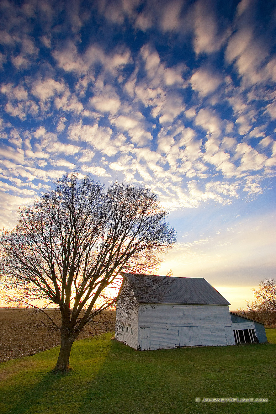 On an early spring evening in western Iowa, I photographed the sun setting behind an abandoned rustic barn and homestead which illuminated the nearby budding tree. - Iowa Picture