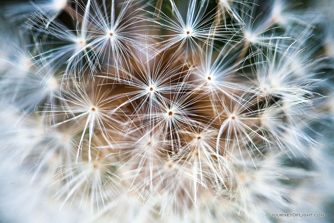 A close-up view of a dandelion that had gone to seed in the autumn. - Nebraska Picture