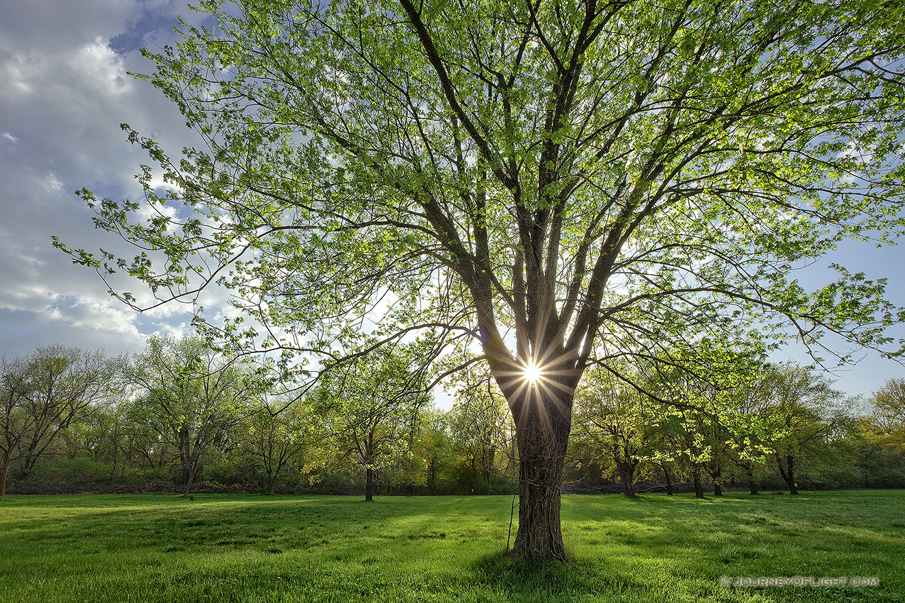 On a cool spring evening the sun shines through a budding maple tree at Two Rivers State Recreation Area. - Nebraska Picture