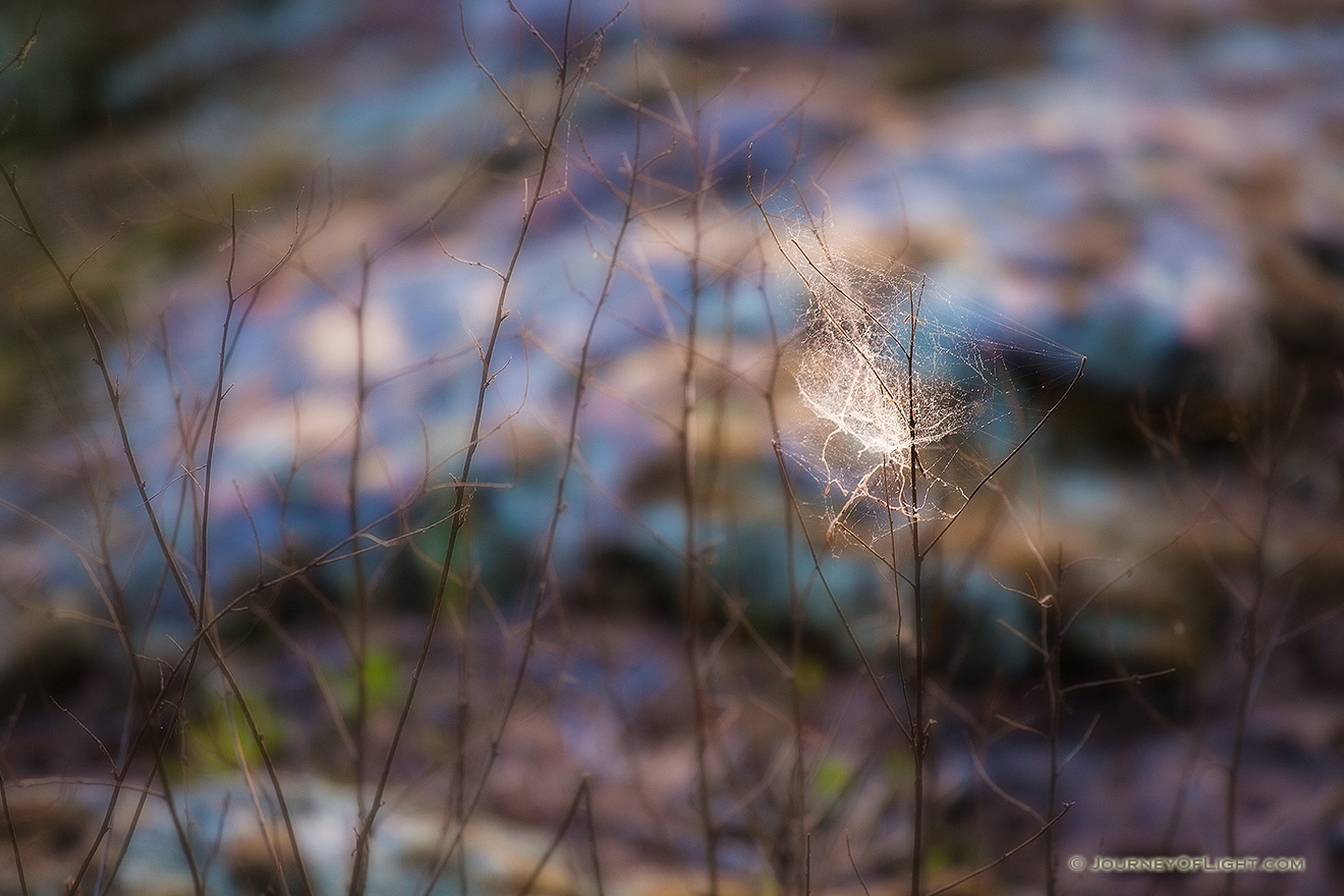 Near King's Bluff in the Ozark National Park, a white spiderweb is accentuated against a colorful background.<p>This image was the Photo Friday image on the 'Traveling the Journey of Light' Photoblog on May 14, 2010.  <a href='http://blog.journeyoflight.com/2010/05/14/photo-friday-walking-in-the-spiderweb/' target=_blank>Click Here To See the Post</a> - Arkansas Picture