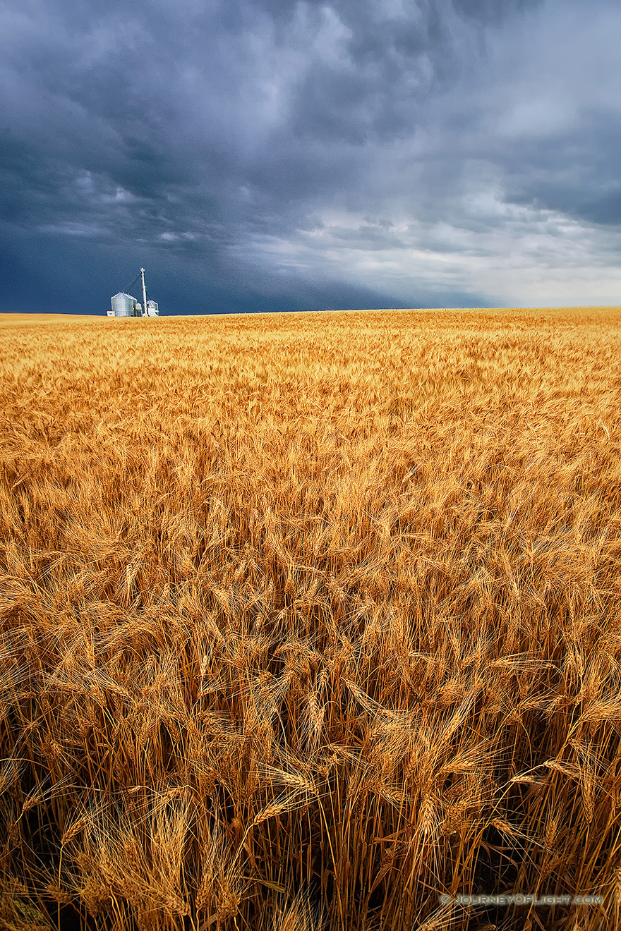 On a warm summer evening, storm clouds gather over a field of wheat in eastern Nebraska. - Nebraska Picture