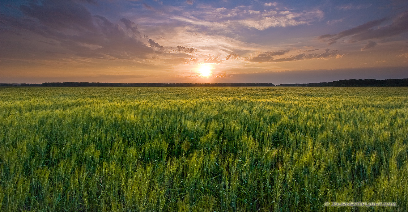 Wheat Field Sunset at DeSoto NWR, Nebraska Photograph | Scenic, Wildlife | Endless of Grain | Journey Of Light Photography