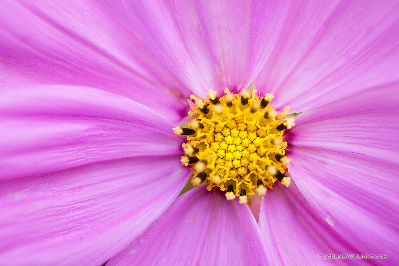 A bloom from the wildflower garden at Ponca State Park northeastern Nebraska. - Nebraska Picture