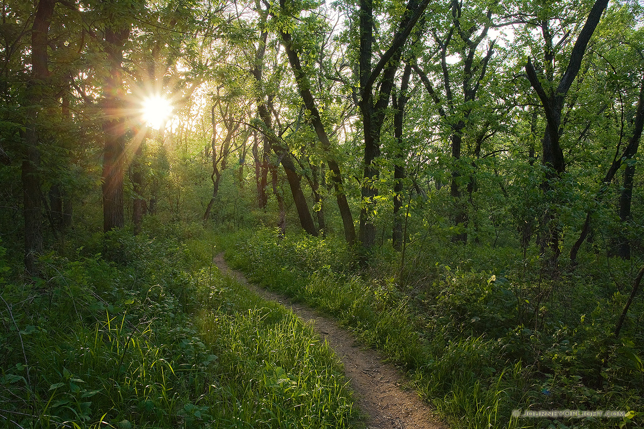 The setting sun shines through the trees at Platte River State Park. - Platte River SP Picture