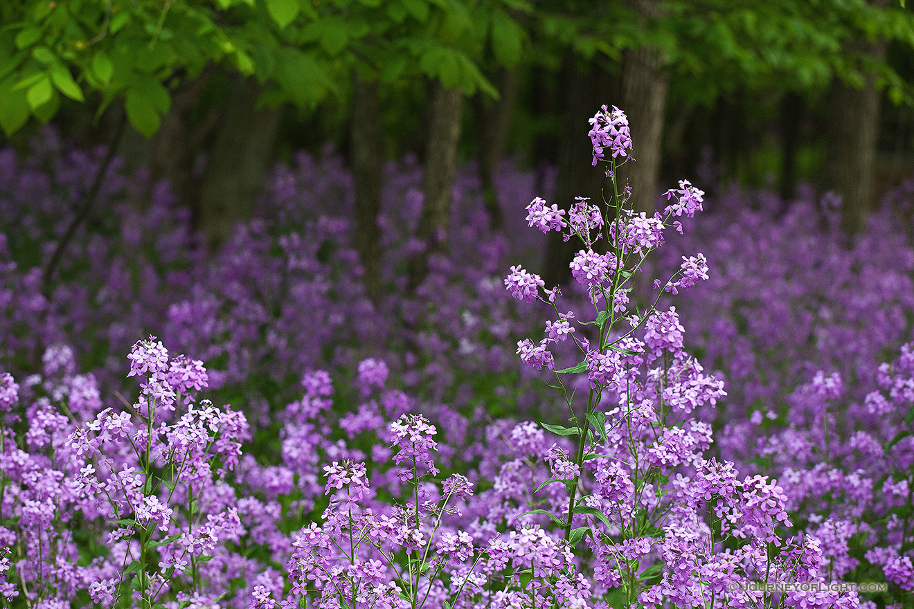 Purple engulfs everything on the forest floor near Schramm State Recreation Area. - Nebraska Picture