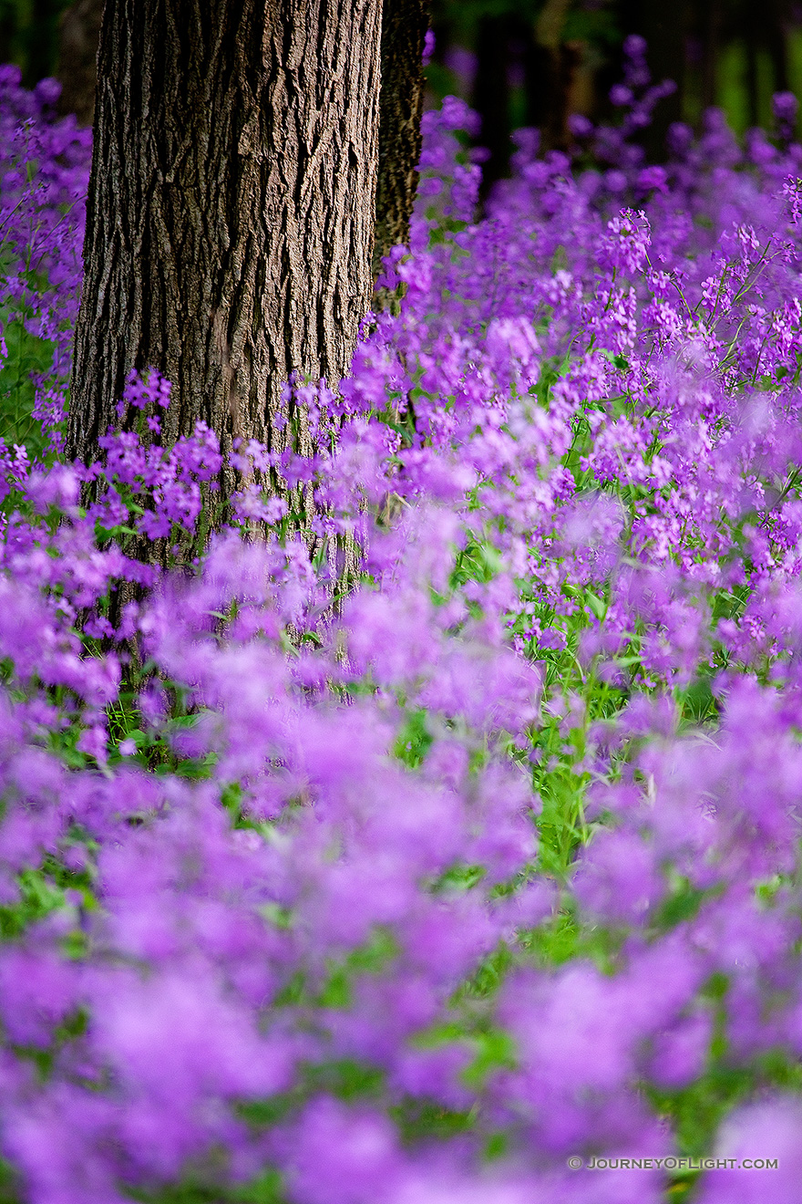 At Schramm, a fragrant, colorful and invasive Dames Rocket grow across the forest floor. - Nebraska Picture