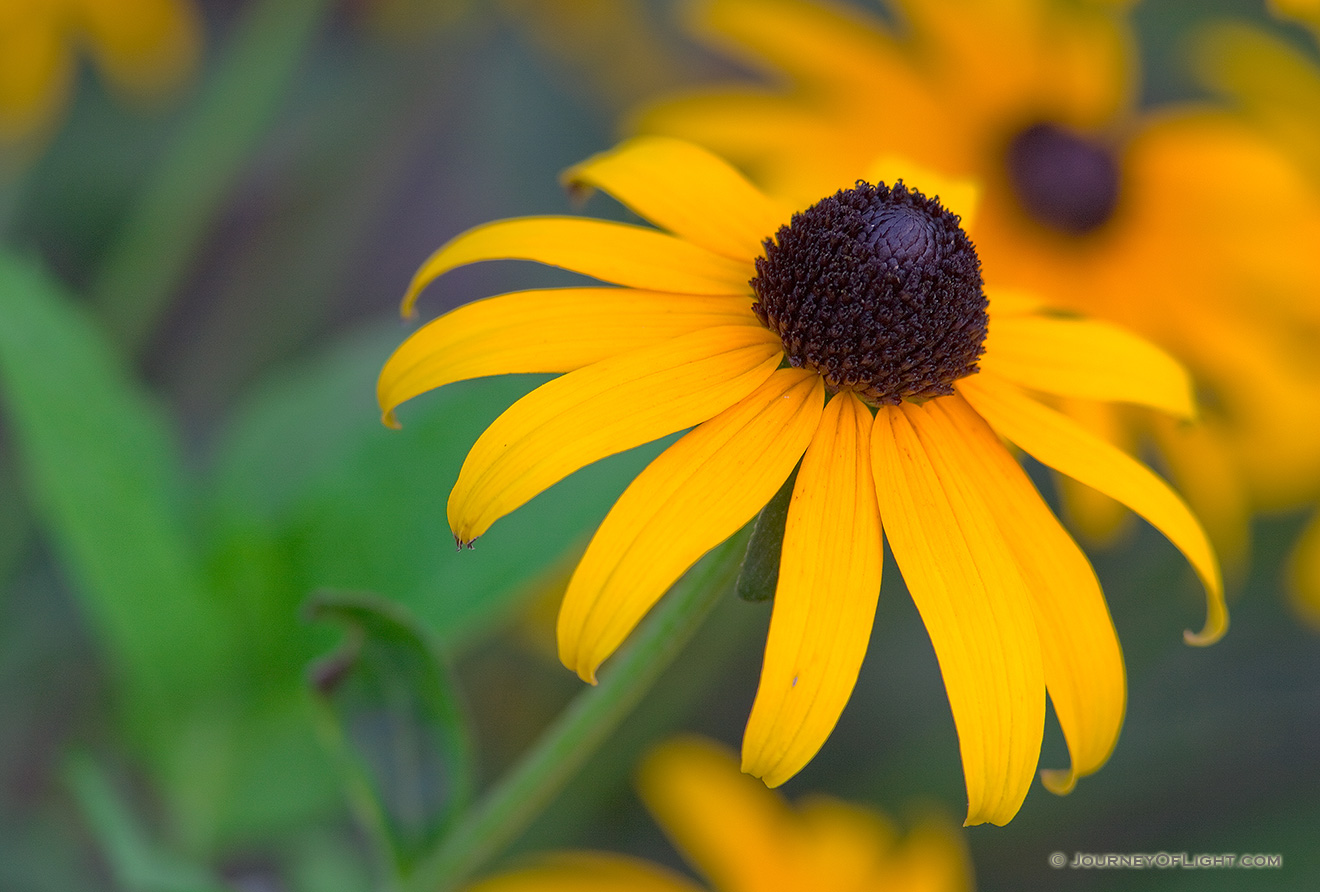 A Black-Eyed Susan blooms in late summer. - Mahoney SP Picture