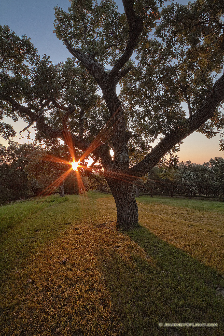On a warm summer evening, the setting sun shines through a large Burr Oak at Eugene T. Mahoney State Park.  - Mahoney SP Picture