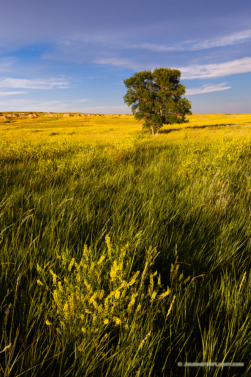 A field of clover reaches across the Badlands covering the landscape with an intense yellow hue. - South Dakota,Landscape Picture