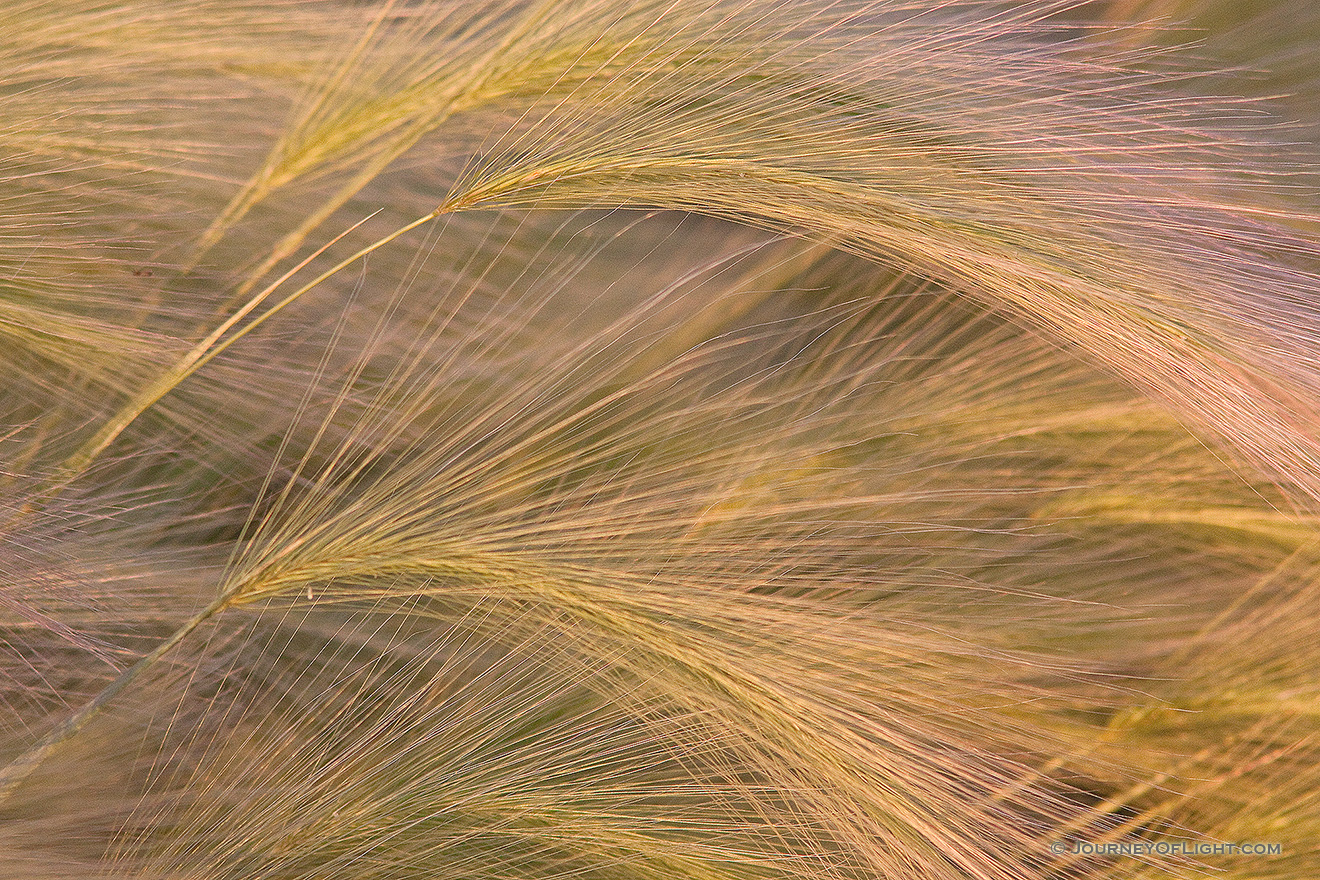 An intimate photograph of a group of foxtails. - Jack Sinn Picture