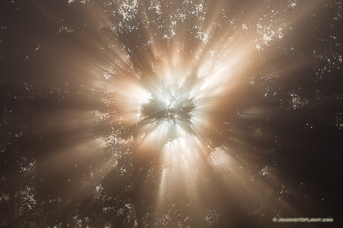 Light streams through cottonwood trees at Ponca State Park in Northwestern Nebraska. - Nebraska Picture