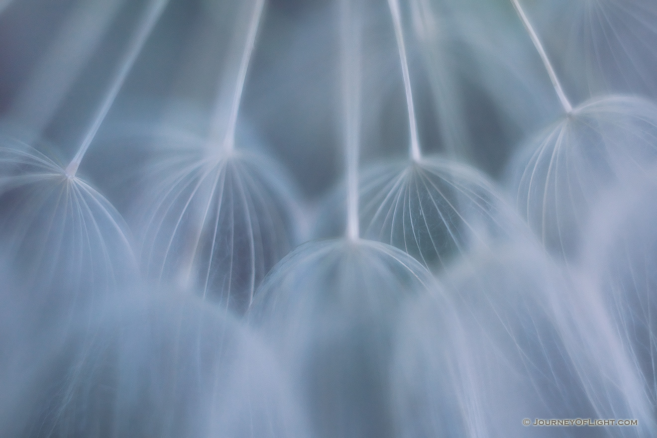 An intimate look at a flower gone to seed. - Nebraska Picture