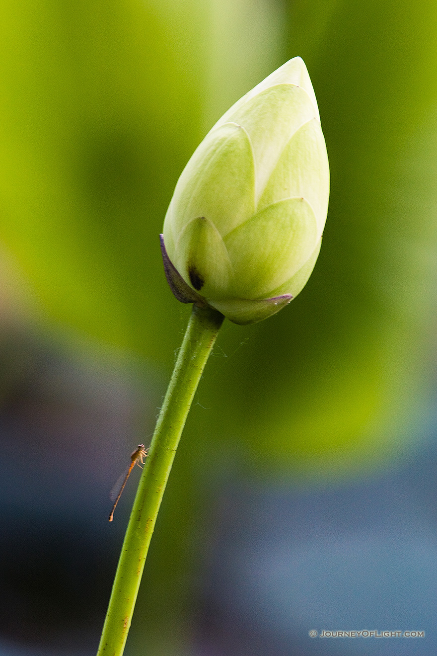 A dragon fly rests on a bud in Wood Duck Pond in DeSoto National Wildlife Refuge. - DeSoto Picture