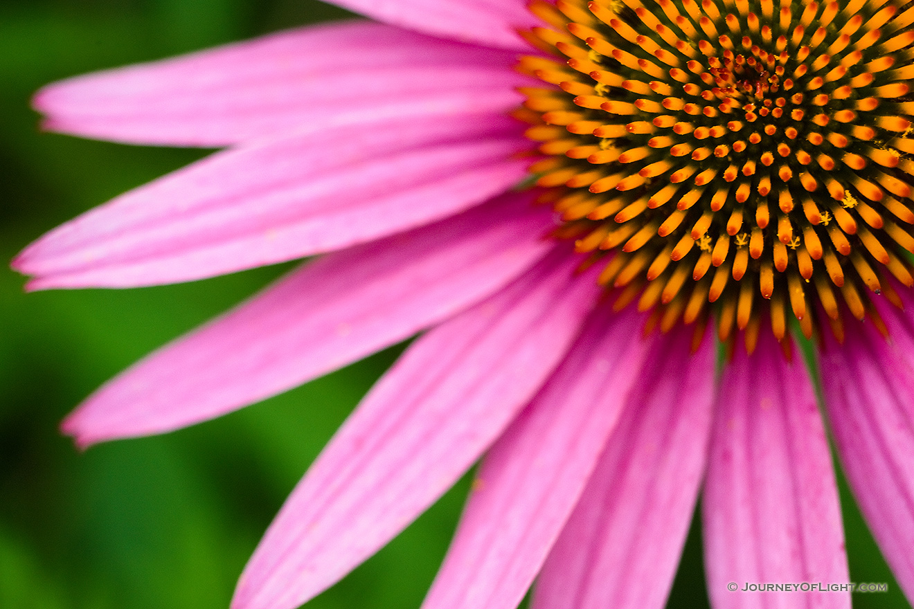 A coneflower blooms at the OPPD Arboretum in eastern Nebraska. - Nebraska Picture